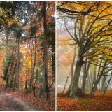 Sentiero nel bosco autunnale con foliage canfaito, foglie dorate e rossastre coprono il terreno.