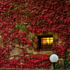 Foliage autunnale rosso vivo ricopre un muro di mattoni nelle Marche, con una finestra illuminata e un lampione bianco.