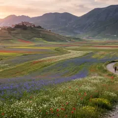 Pianura di Castelluccio di Norcia in fiore, con sentiero e persone che passeggiano tra campi colorati di rosso, blu e giallo.