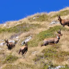 Camosci pascolano su un pendio erboso nella valle di Norcia, sotto un cielo azzurro intenso.