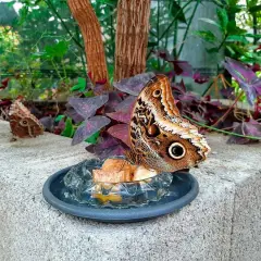 Una grande farfalla marrone con un occhio finto sulle ali si nutre in un piatto. Un'altra farfalla è sullo sfondo. Un angolo del giardino delle farfalle.