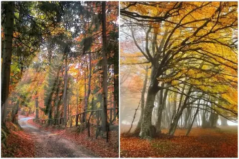 Sentiero nel bosco autunnale con foliage canfaito, foglie dorate e rossastre coprono il terreno.