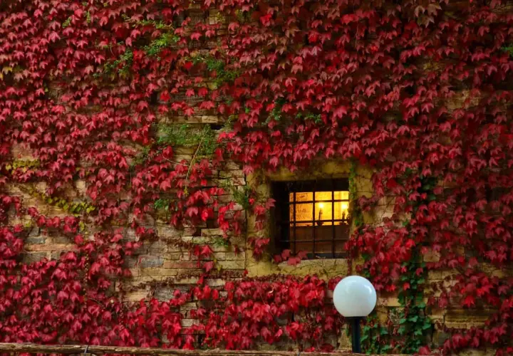 Foliage autunnale rosso vivo ricopre un muro di mattoni nelle Marche, con una finestra illuminata e un lampione bianco.