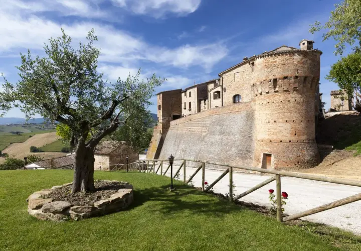 Arcevia cosa vedere: un borgo medievale con un imponente castello, ulivo secolare e dolci colline marchigiane.