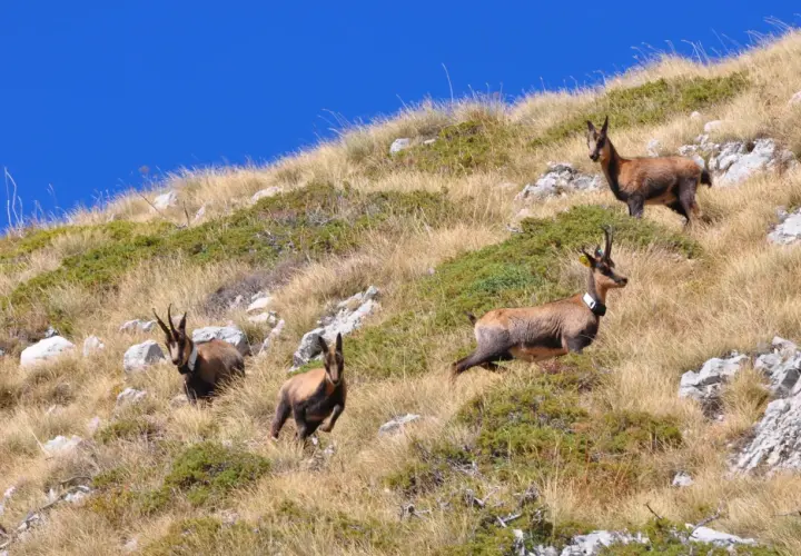 Camosci pascolano su un pendio erboso nella valle di Norcia, sotto un cielo azzurro intenso.