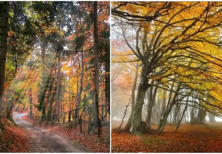Sentiero nel bosco autunnale con foliage canfaito, foglie dorate e rossastre coprono il terreno.