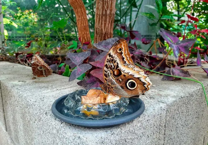 Una grande farfalla marrone con un occhio finto sulle ali si nutre in un piatto. Un'altra farfalla è sullo sfondo. Un angolo del giardino delle farfalle.