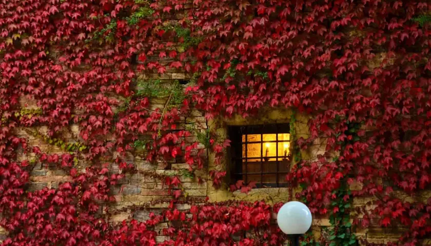 Foliage autunnale rosso vivo ricopre un muro di mattoni nelle Marche, con una finestra illuminata e un lampione bianco.
