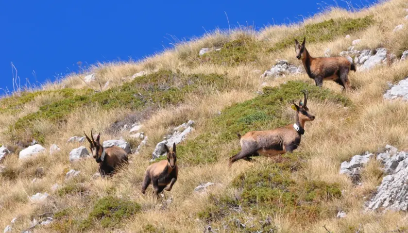 Camosci pascolano su un pendio erboso nella valle di Norcia, sotto un cielo azzurro intenso.