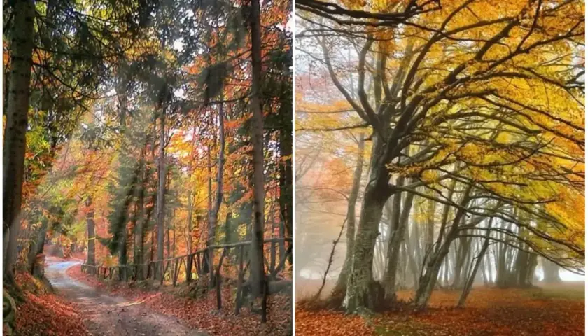 Sentiero nel bosco autunnale con foliage canfaito, foglie dorate e rossastre coprono il terreno.