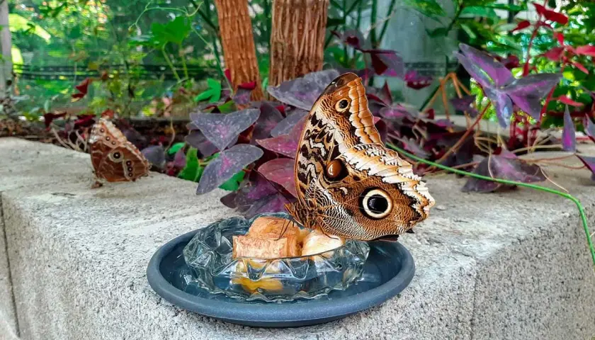 Una grande farfalla marrone con un occhio finto sulle ali si nutre in un piatto. Un'altra farfalla è sullo sfondo. Un angolo del giardino delle farfalle.