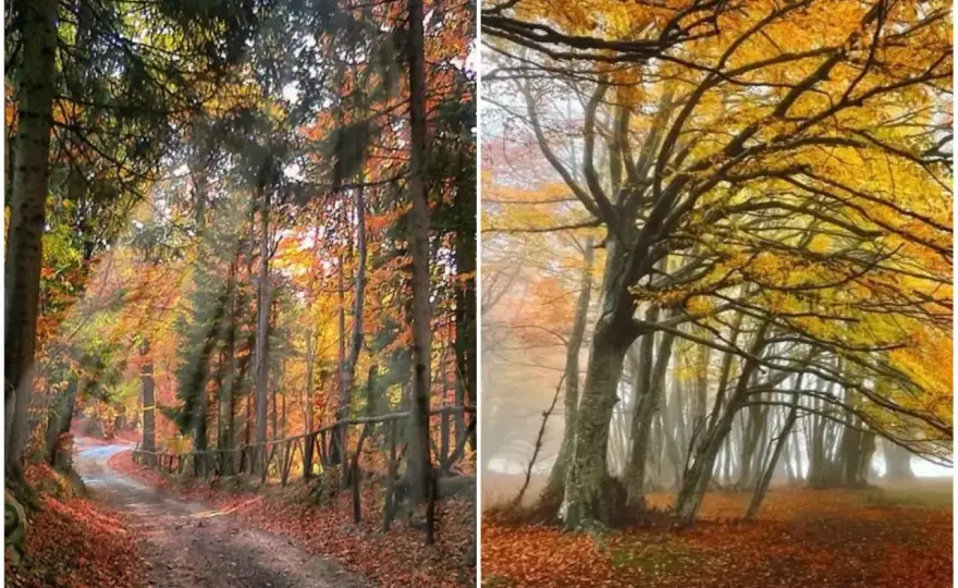 Faggeta di Canfaito - Foliage perfetto, sentieri e consigli utili