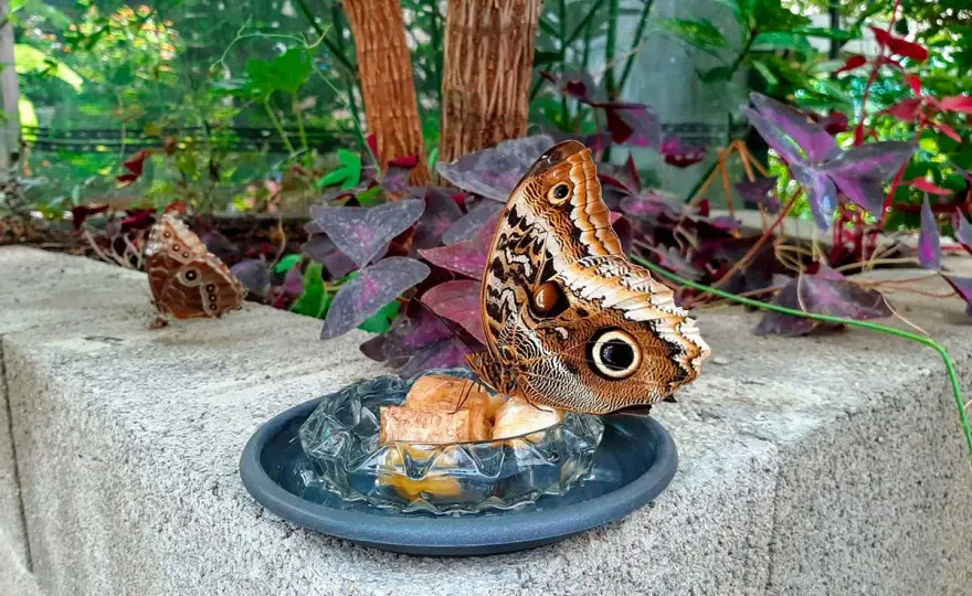 Giardino delle farfalle - Come scegliere e cosa vedere
