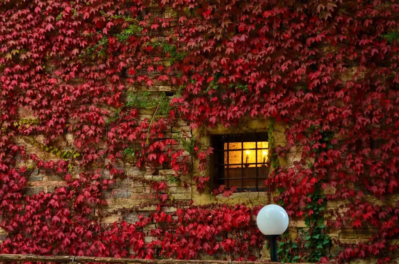 Foliage autunnale rosso vivo ricopre un muro di mattoni nelle Marche, con una finestra illuminata e un lampione bianco.