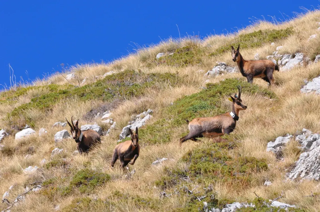 Camosci pascolano su un pendio erboso nella valle di Norcia, sotto un cielo azzurro intenso.