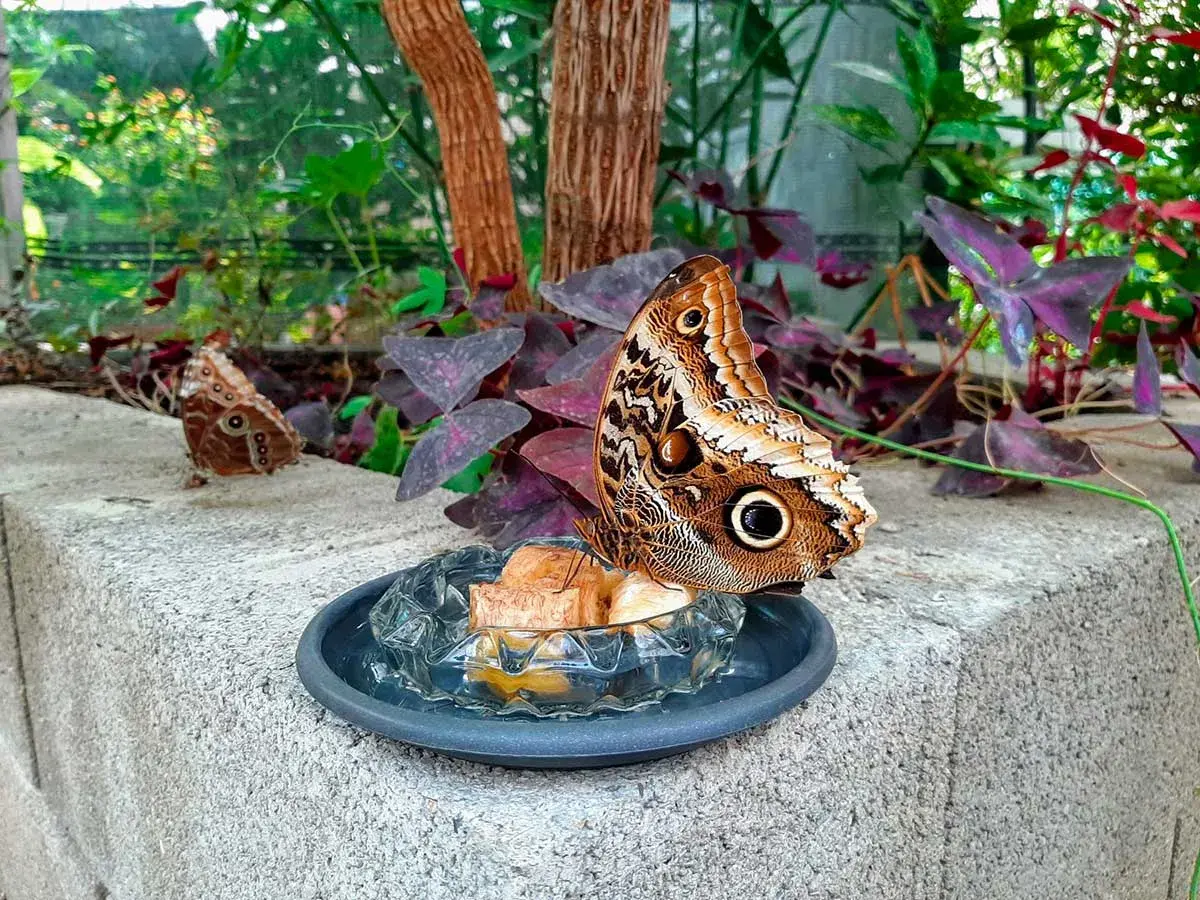 Una grande farfalla marrone con un occhio finto sulle ali si nutre in un piatto. Un'altra farfalla è sullo sfondo. Un angolo del giardino delle farfalle.