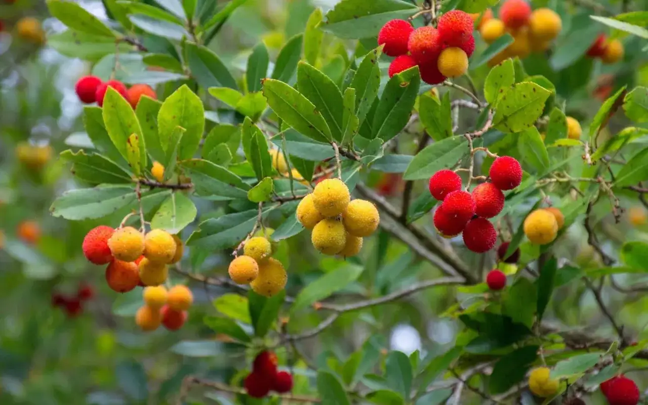 Grappoli di frutti rossi e gialli del corbezzolo pendono da rami verdi.
