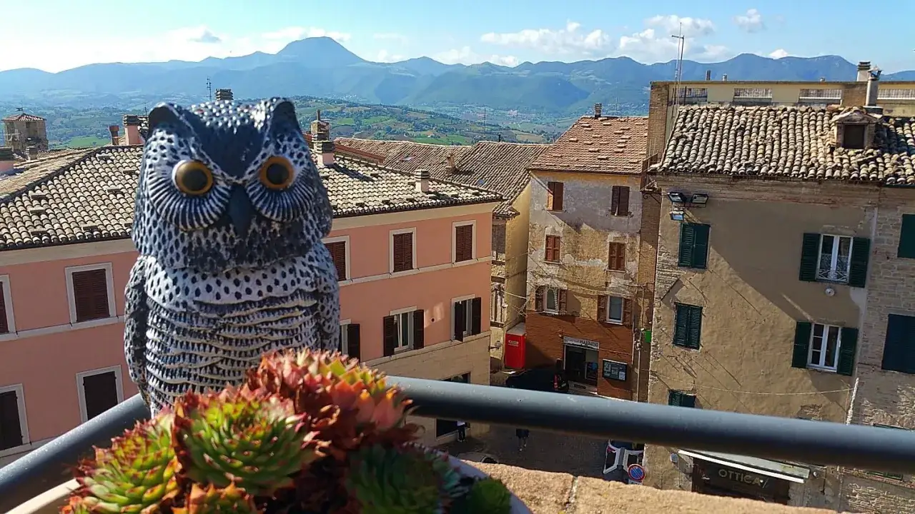Guarda cosa vedere a Cupramontana: un gufo decorativo osserva il borgo e le colline marchigiane.