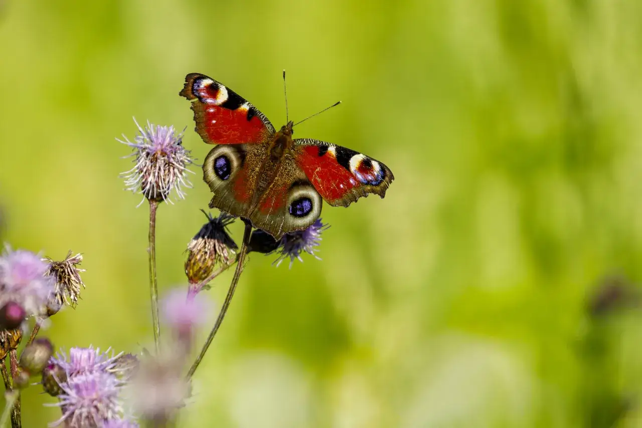 Farfalla pavone posata su un fiore viola in un giardino delle farfalle. Ali rosse con macchie blu e occhio.