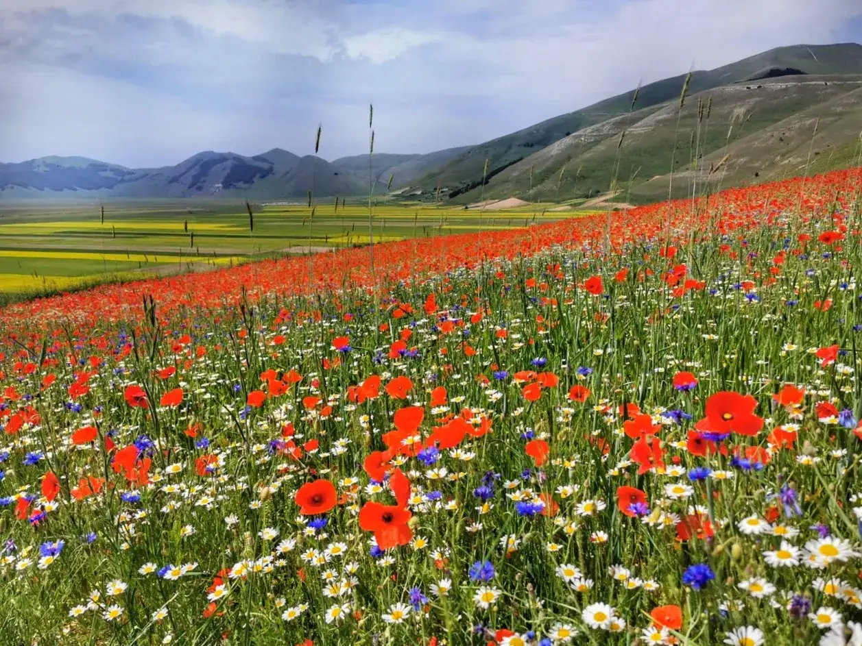Un tappeto di fiori rossi, bianchi e blu, con papaveri in primo piano, celebra la fioritura di Castelluccio.