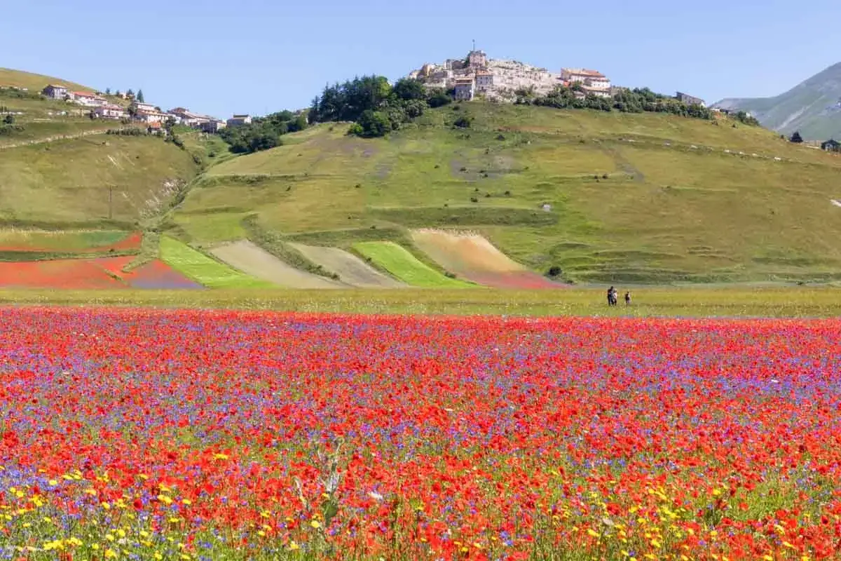 Campo fiorito a Castelluccio di Norcia, con papaveri rossi e fiordalisi blu in primo piano. Sullo sfondo, il borgo arroccato e i campi coltivati.