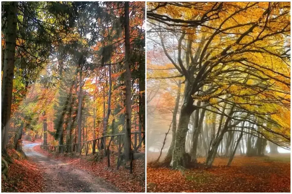 Faggeta di Canfaito - Foliage perfetto, sentieri e consigli utili